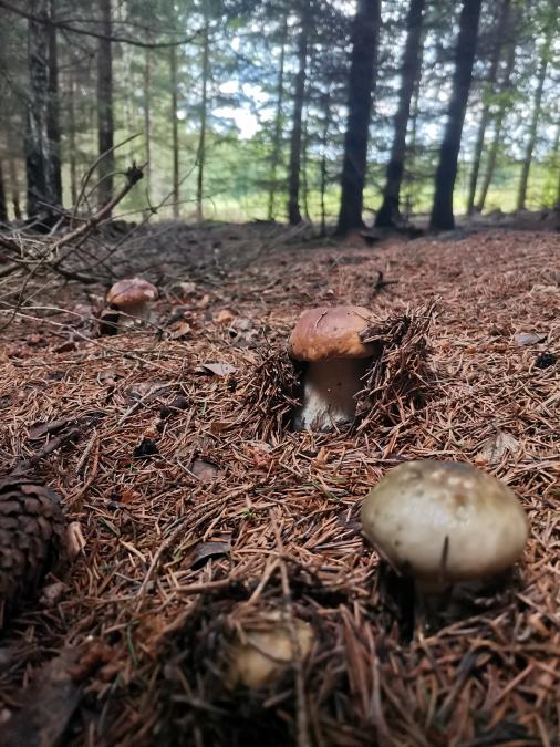 Obrzek vloen uivatelem